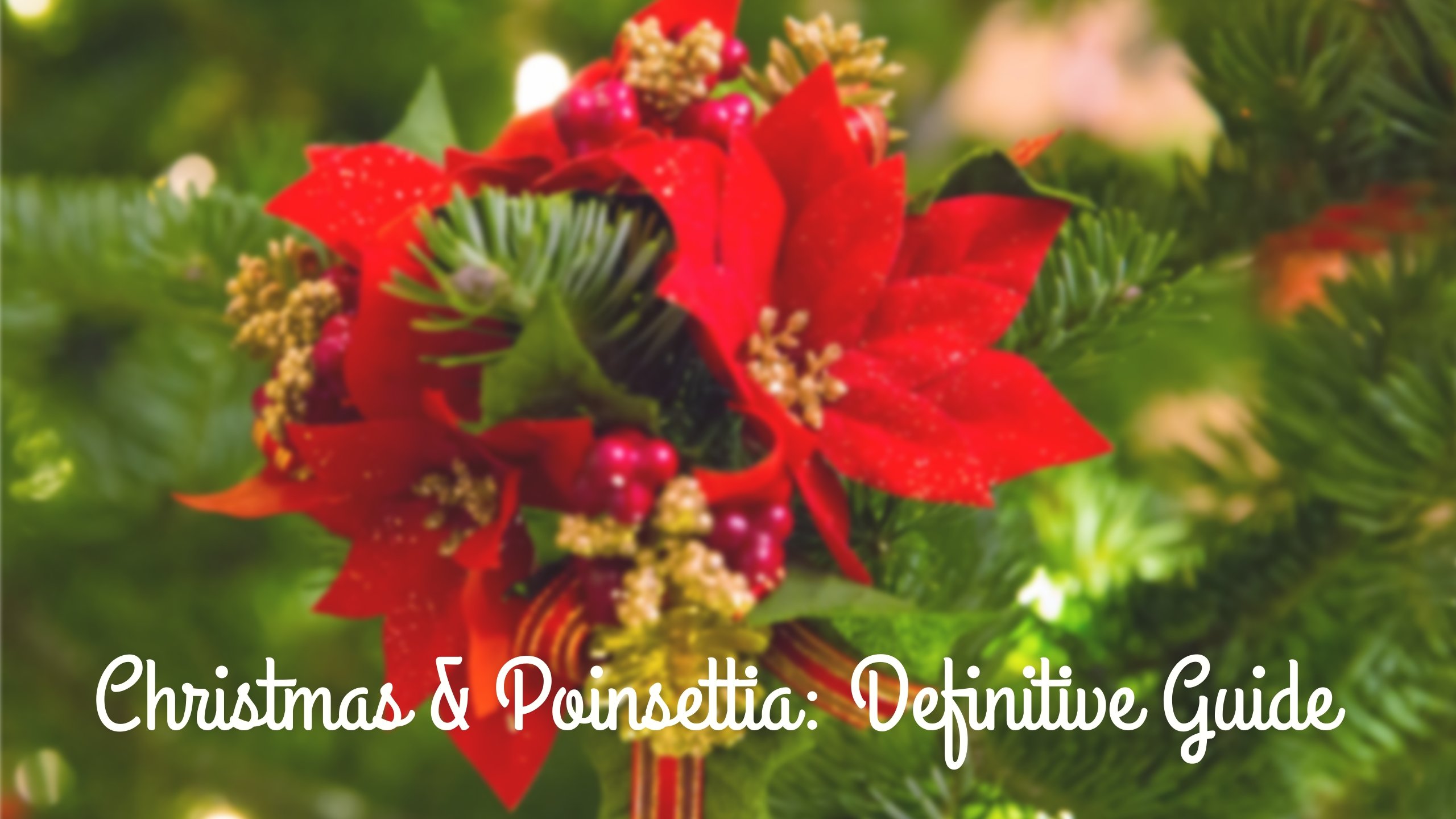 Why Are Poinsettias Associated with Christmas (& Everything Else You