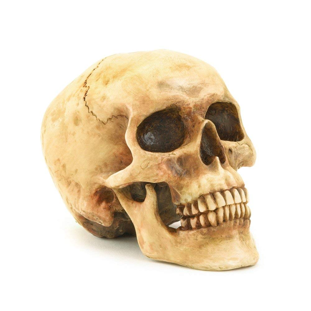  Gifts & Décor Grinning Realistic Skull