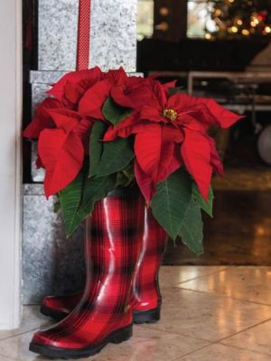 boot poinsettia