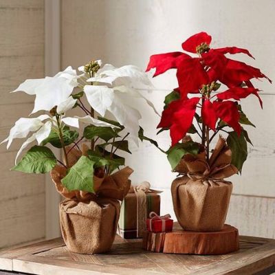 burlap poinsettia