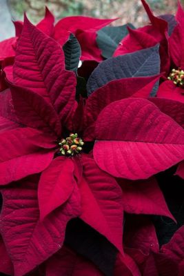 dark poinsettia