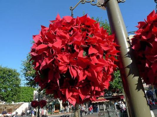 hanging poinsettia ball