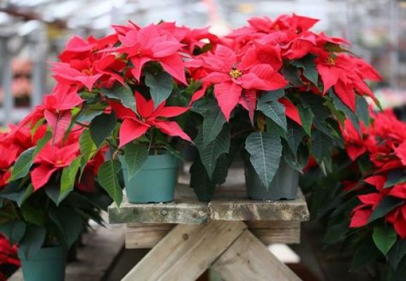 lots plant poinsettia