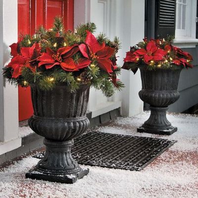 poinsettia vase outside