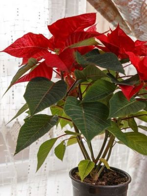 poinsettia window