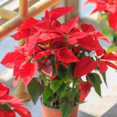 potted poinsettia