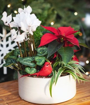 red bird poinsettia