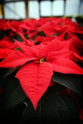 vignette poinsettia