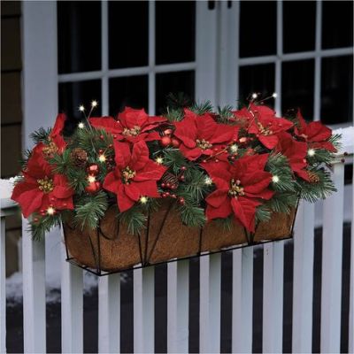 window box poinsettia