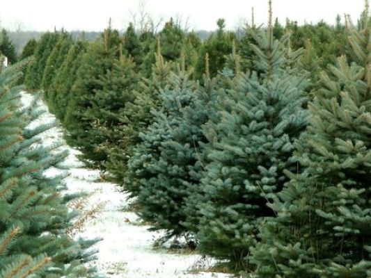 christmas tree farm