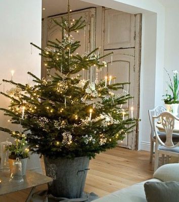 potted Christmas tree