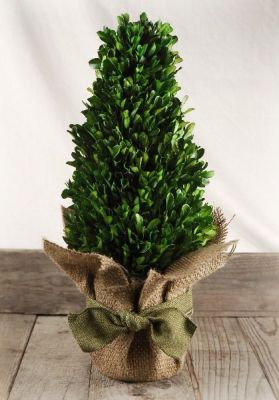 small evergreen tree