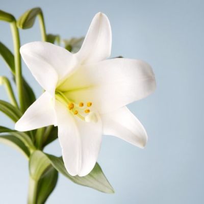 easter lily