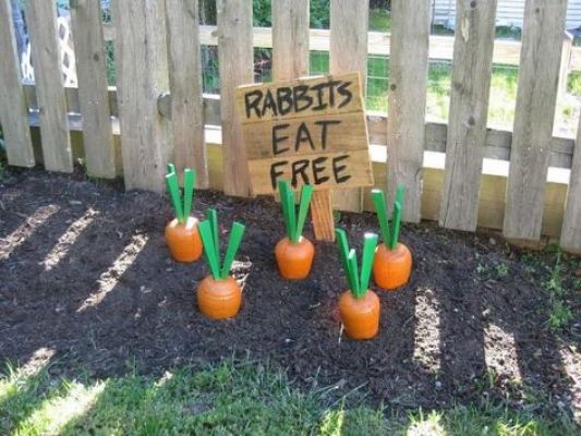 rabbit carrot