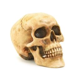  Gifts & Décor Grinning Realistic Skull
